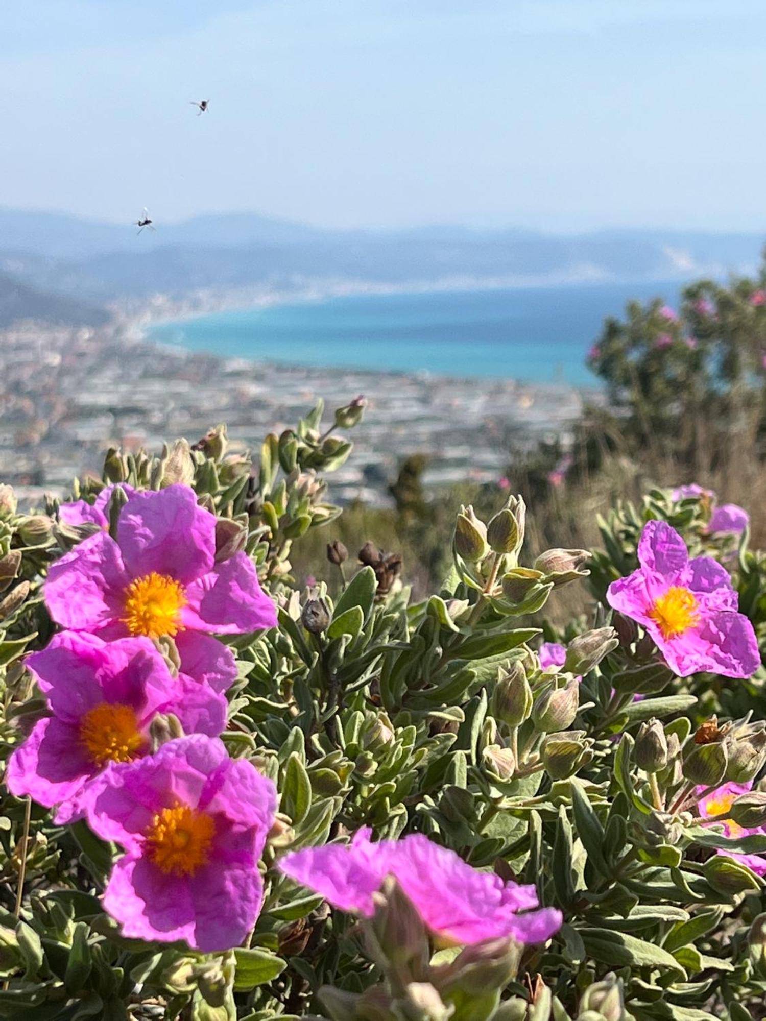 Le Torri Riviera Holiday ألبينغا المظهر الخارجي الصورة
